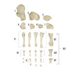 Real Human Foot – Individual Bones