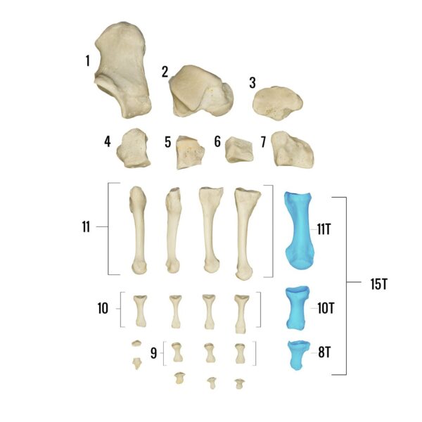 Real Human Foot – Individual Bones