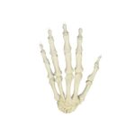 Real Human Hand