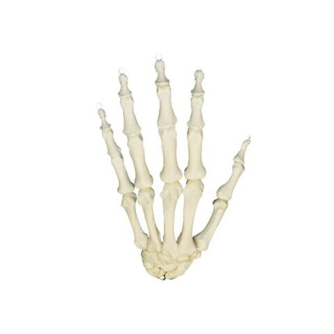 Real Human Hand