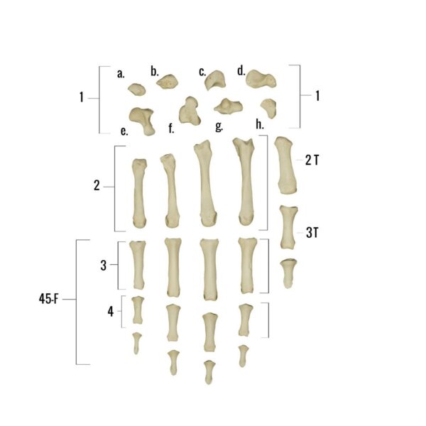 Real Human Hand – Single Individual Bones
