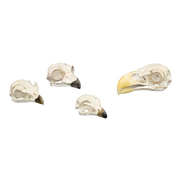 Replica Comparative Skull Kit – Birds of Prey