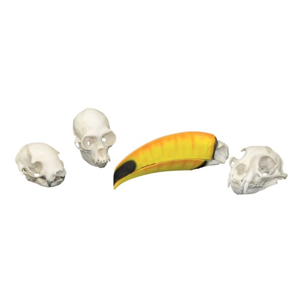 Replica Comparative Skull Kit – Rainforest Species