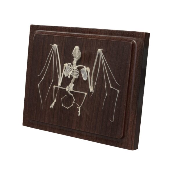 Real Bat Skeleton – Economy