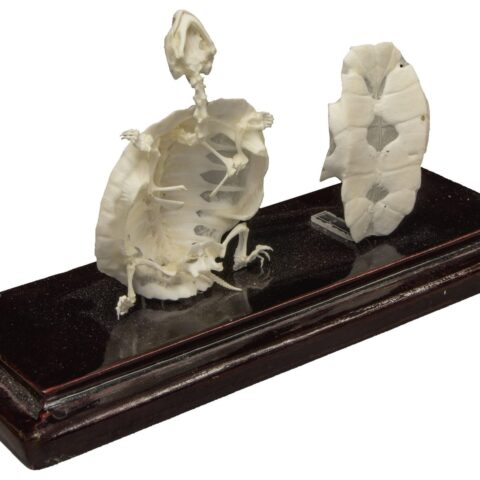 Real Turtle Skeleton Without Scutes - Economy