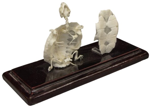 Real Turtle Skeleton Without Scutes – Economy