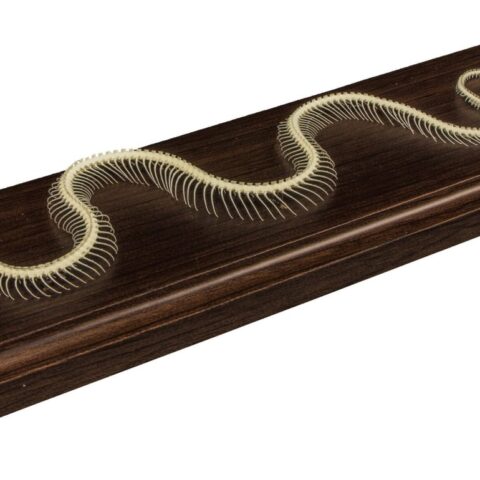 Real Non-venomous Snake Skeleton - Economy