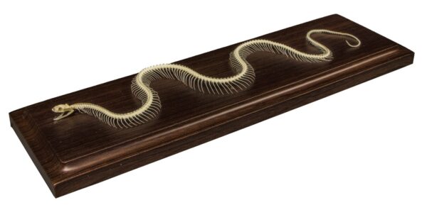 Real Non-venomous Snake Skeleton – Economy
