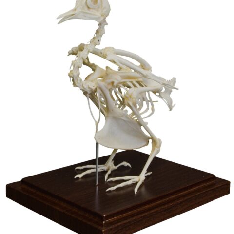 Real Pigeon Skeleton - Economy