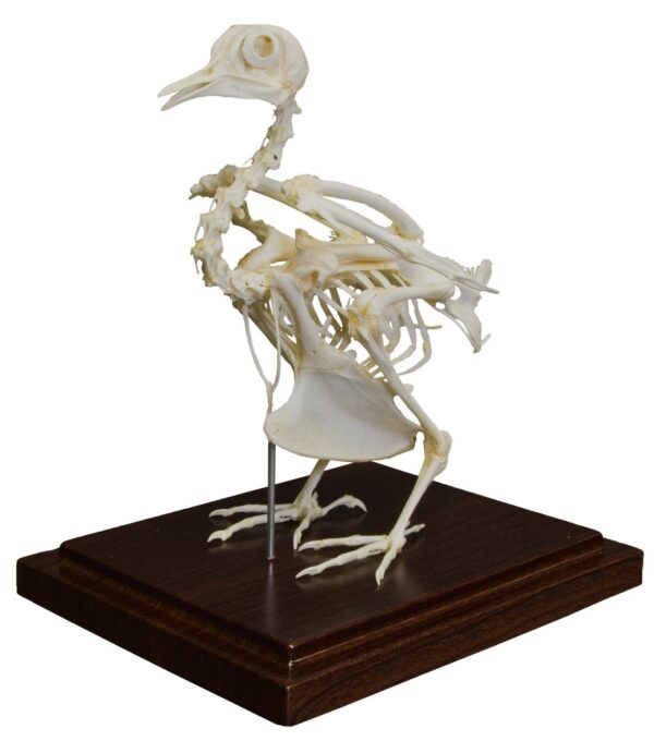 Real Pigeon Skeleton – Economy