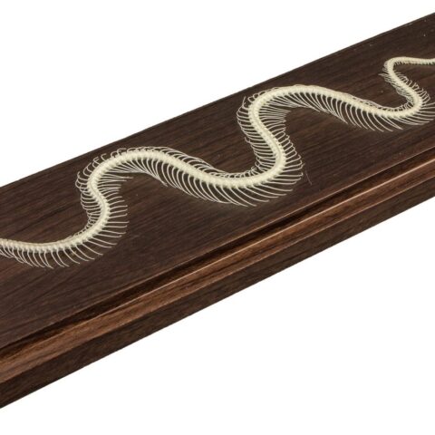 Real Venomous Snake Skeleton - Economy