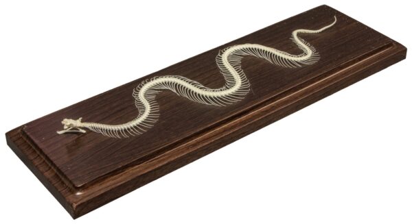 Real Venomous Snake Skeleton – Economy