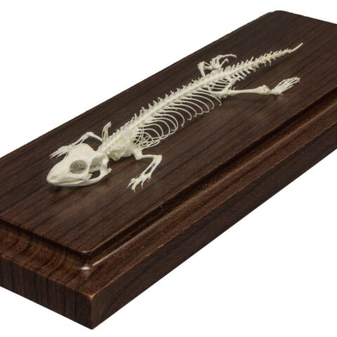 Real Lizard Skeleton - Economy