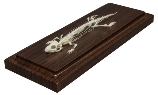 Real Lizard Skeleton – Economy