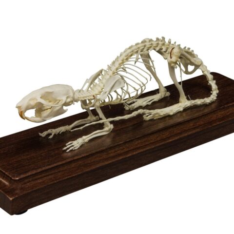 Real Rat Skeleton - Economy