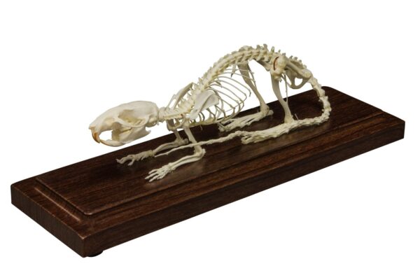Real Rat Skeleton – Economy