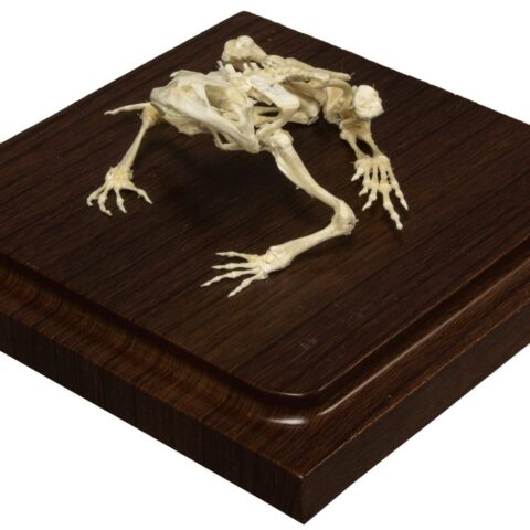 Real Common Bullfrog Skeleton - Economy