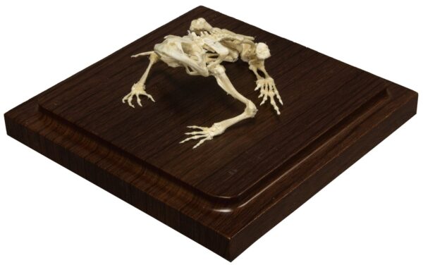 Real Common Bullfrog Skeleton – Economy