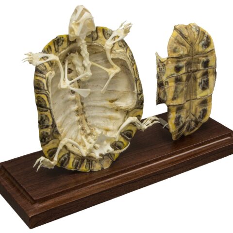 Real Turtle Skeleton With Scutes - Economy