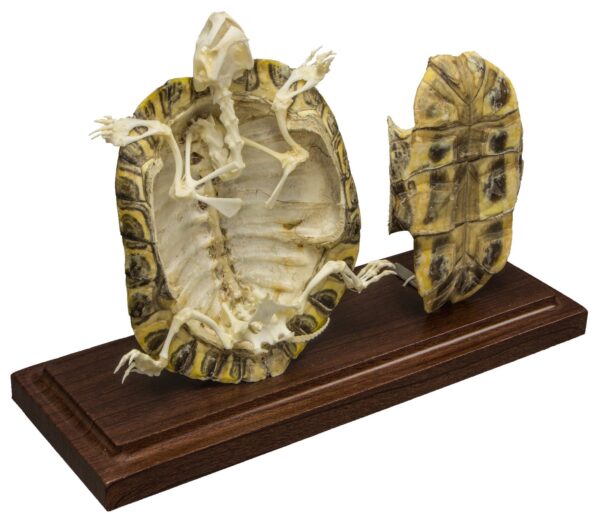 Real Turtle Skeleton With Scutes – Economy