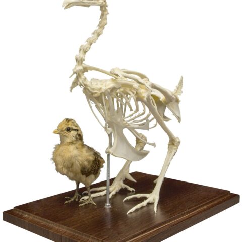 Real Chicken Skeleton - Economy