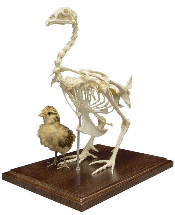 Real Chicken Skeleton – Economy