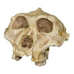 Replica SK-48 Skull – Cranium Only