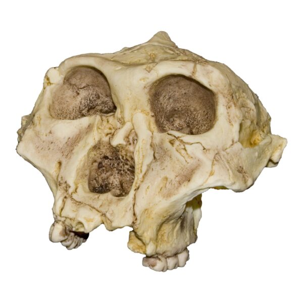 Replica SK-48 Skull – Cranium Only