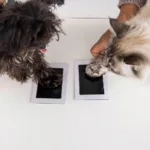 Pet Paw Print Clean-Touch Ink Pad – Black