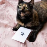 Pet Paw Print Clean-Touch Ink Pad – Black