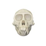 Real Vervet Monkey Skull – Male
