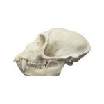 Real Vervet Monkey Skull – Male