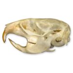 Real Vole Skull