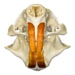 Real Nutria Skull