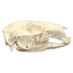 Real Red-necked Wallaby Skull