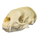 Real Hog-nosed Skunk Skull