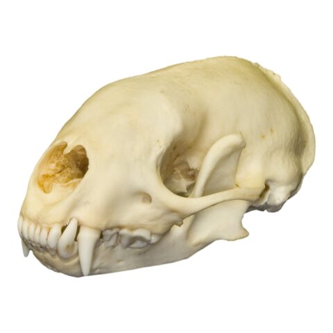 Real Hog-nosed Skunk Skull