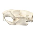 Real Woodchuck / Groundhog Skull