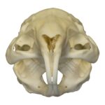 Real Guinea Pig Skull