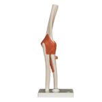 Replica Human Elbow Joint