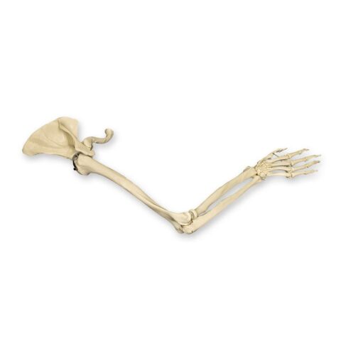 Replica Human Complete Arm