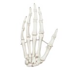 Replica Human Hand – Articulated