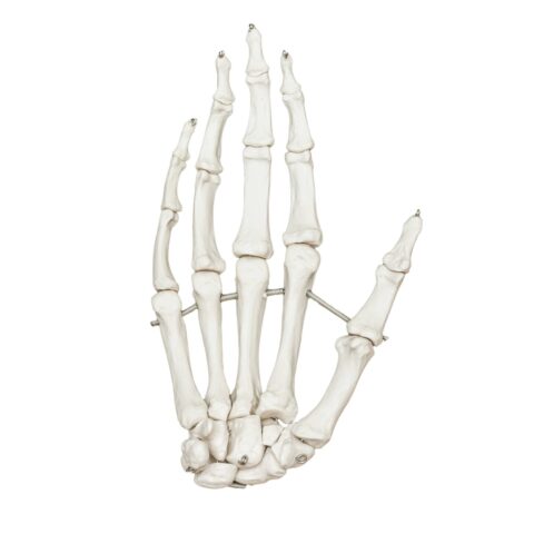 Replica Human Hand - Articulated