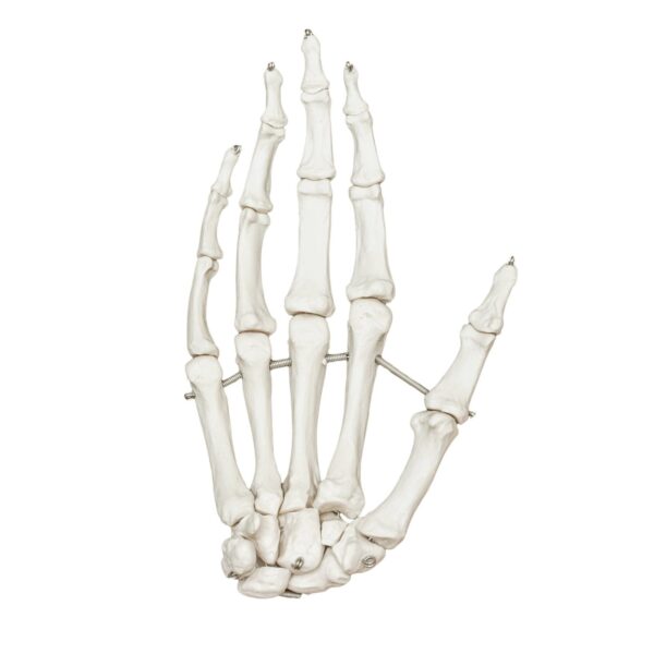 Replica Human Hand – Articulated