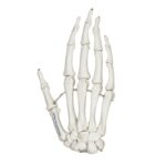 Replica Human Hand – Articulated