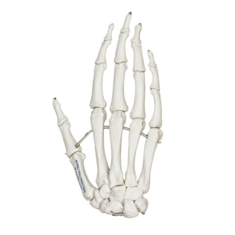 Replica Human Hand - Articulated