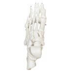 Replica Human Articulated Foot