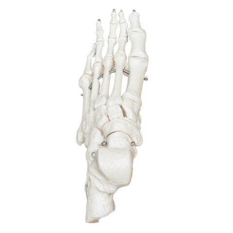 Replica Human Articulated Foot