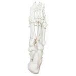 Replica Human Articulated Foot