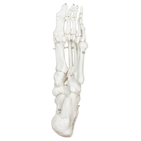 Replica Human Articulated Foot